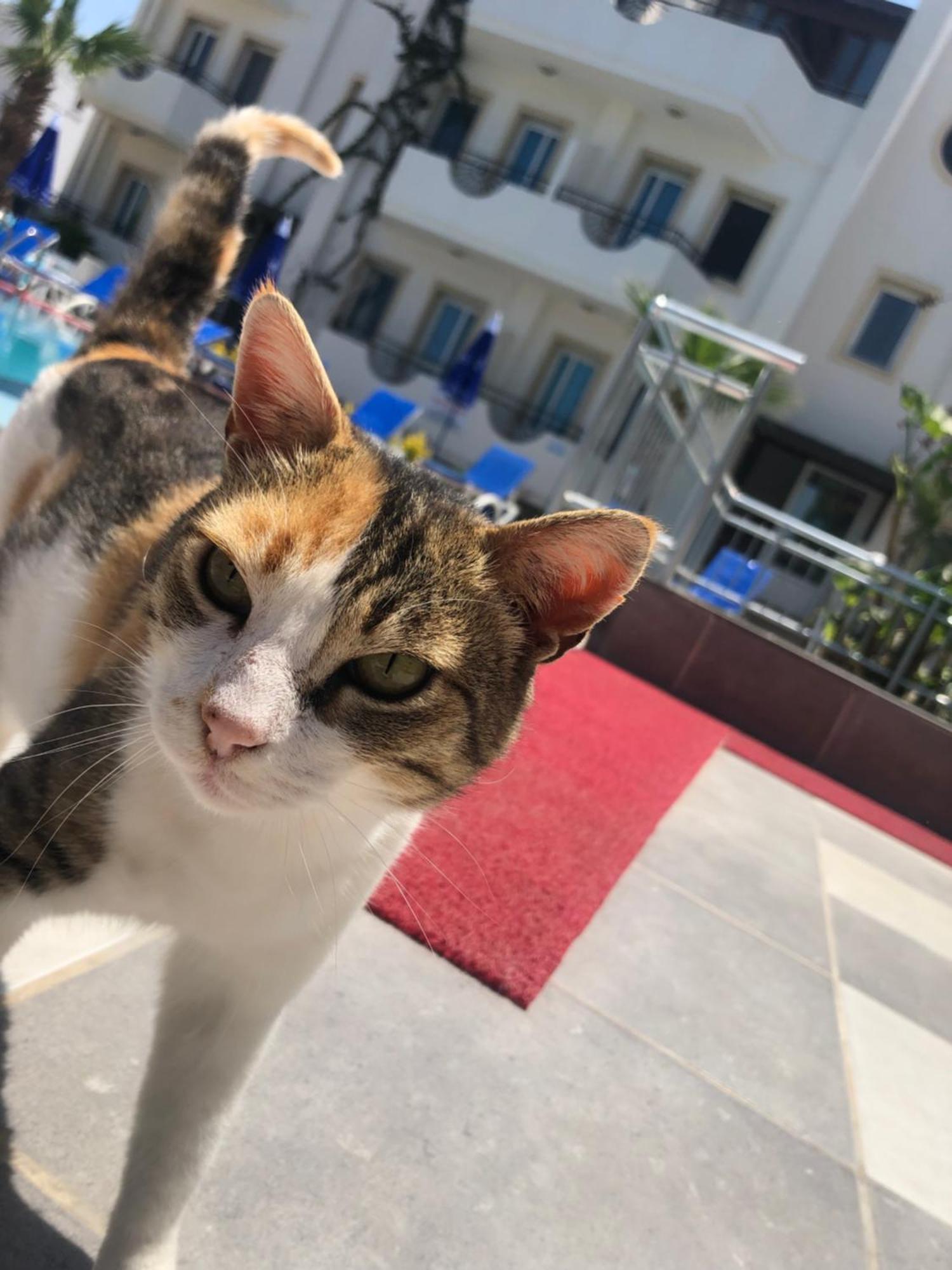 Palmiye Apart Otel Bodrum 외부 사진